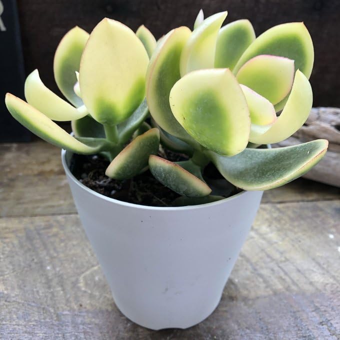 Amazon.co.jp: 斑入り花月 斑入り 金運アップ 金のなる木 多肉植物